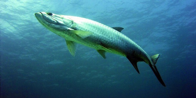 Atlantic Tarpon