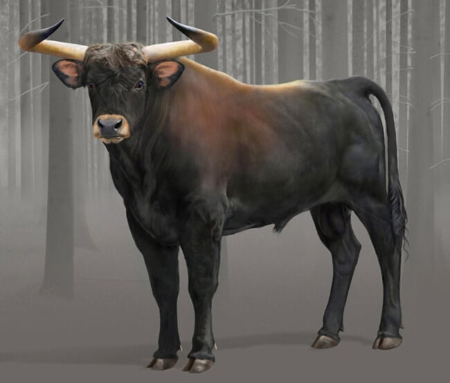 Aurochs