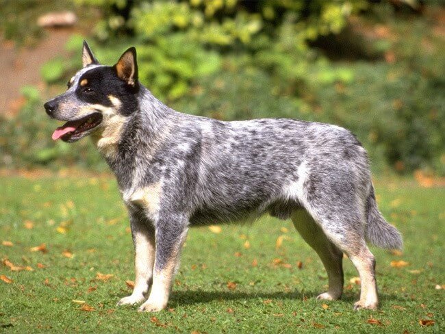 Australian Shepherd