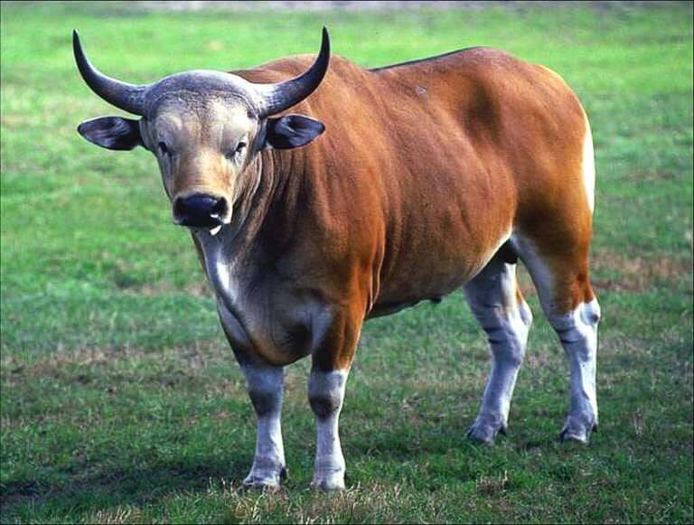 Banteng