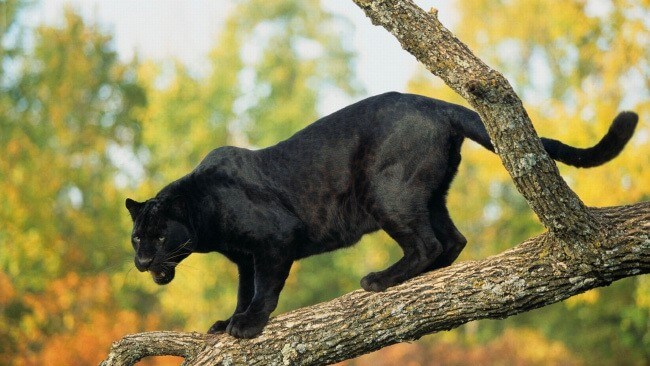 Black Panther