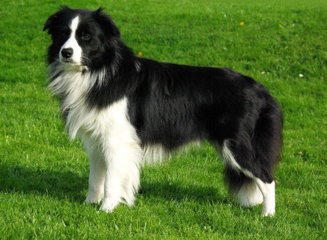 Border Collie