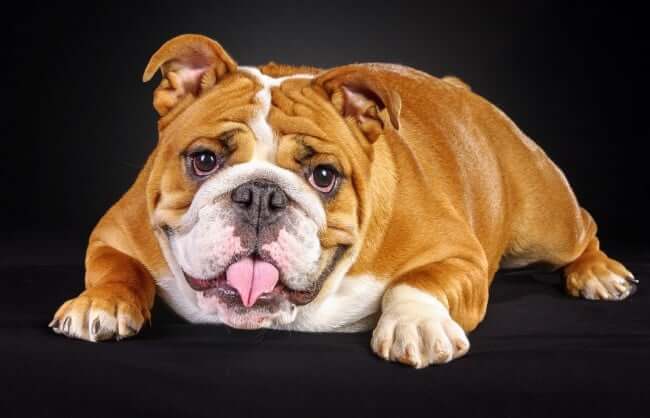 Bulldog