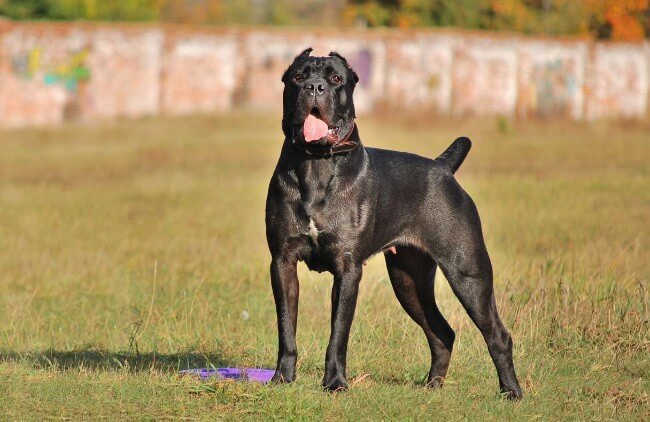 Cane Corso