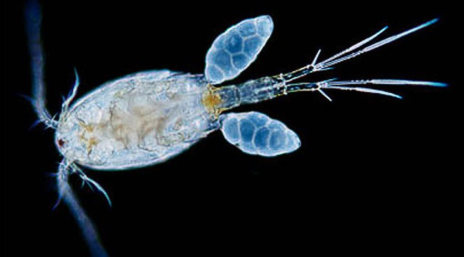 Copepod