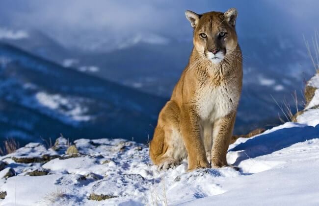 Cougar