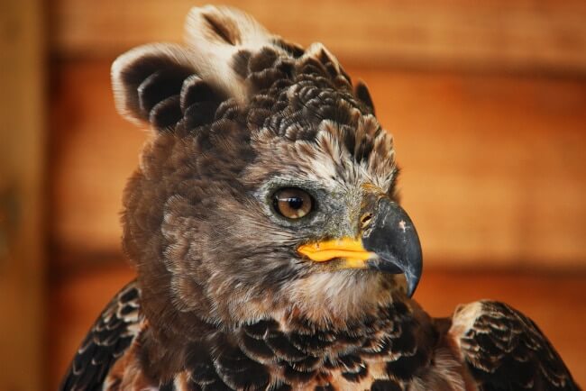 Crowned Eagle