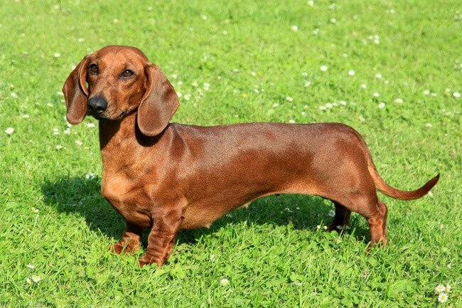 Dachshund