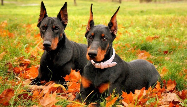 Dobermann