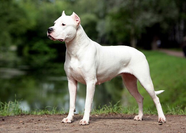 Dogo Argentino