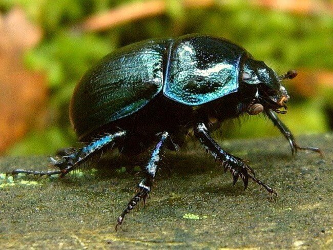 Dung Beetle