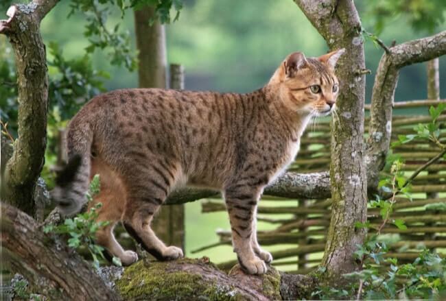 Egyptian Mau