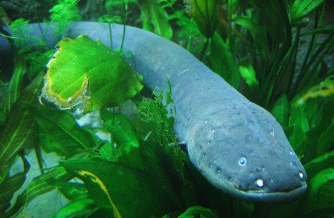 Electric Eel