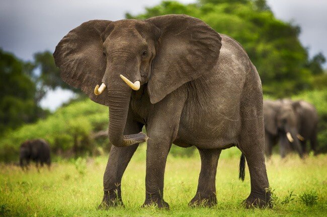 Elephant