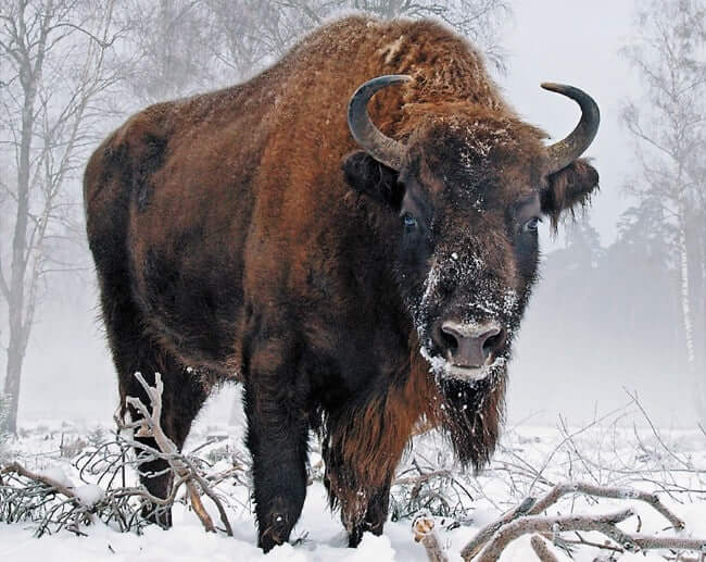 European Bison