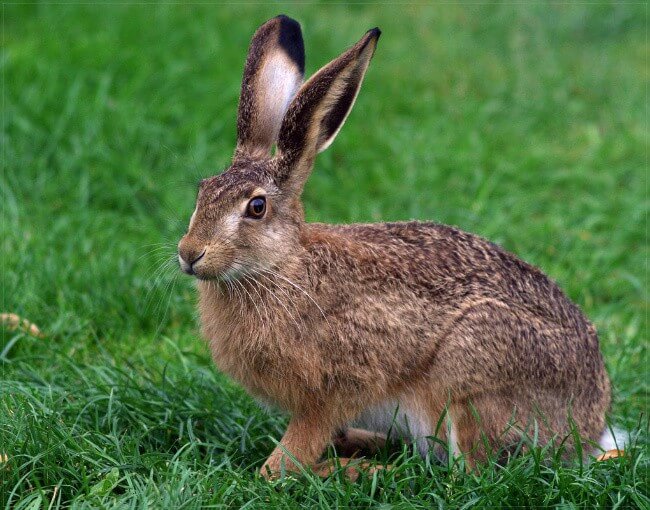 European Hare