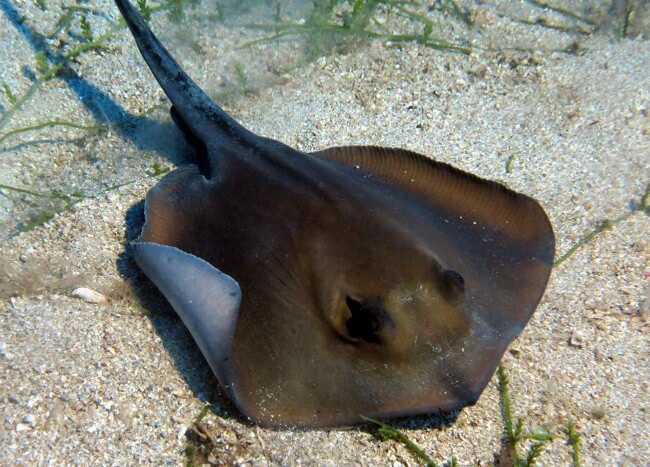 Fantail Stingray