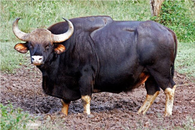 Gaur