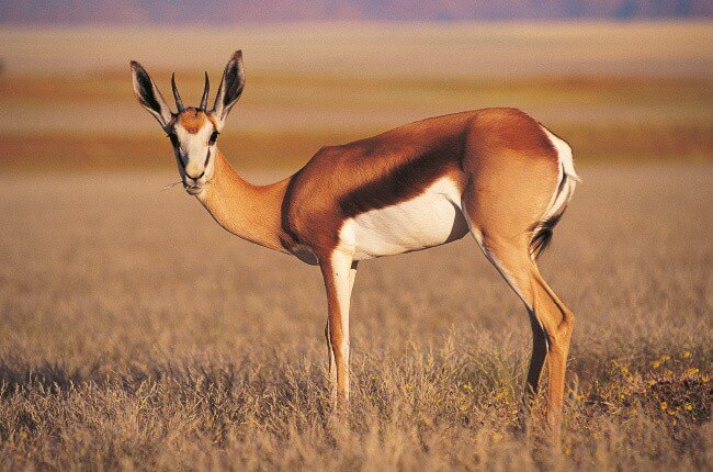 Gazelle