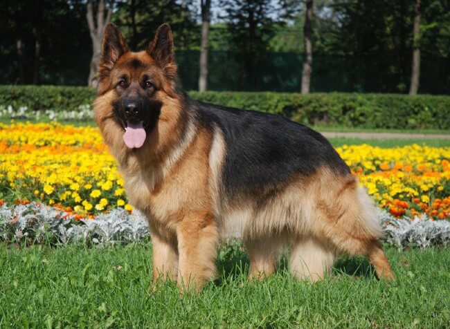 German Shepherd