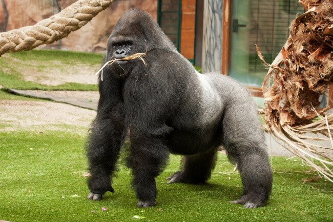 Gorilla