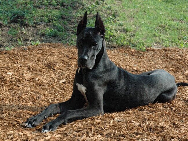 Great Dane