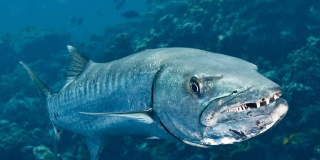 Great Barracuda