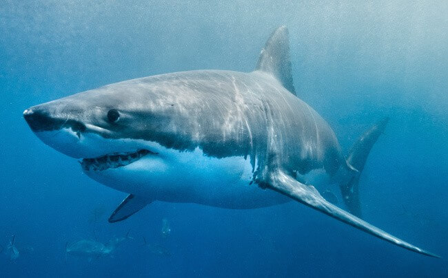 Great White Shark