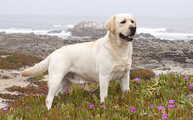 Labrador Retriever