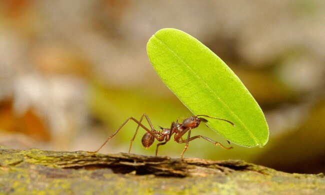 Leafcutter Ant