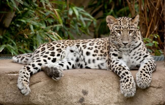 Leopard