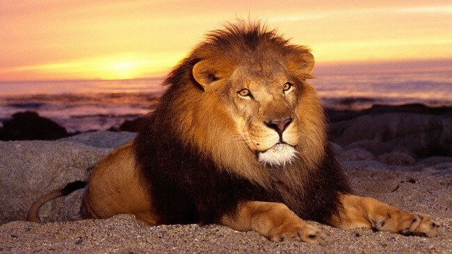 Lion