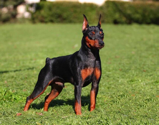 Miniature Pinscher