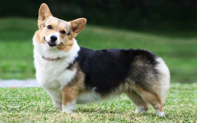 Pembroke Welsh Corgi