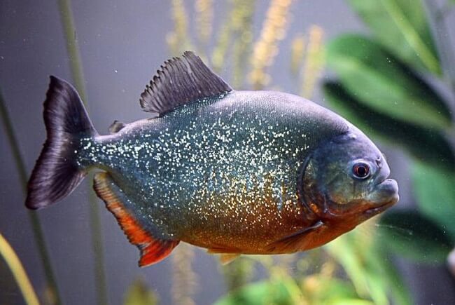 Piranha