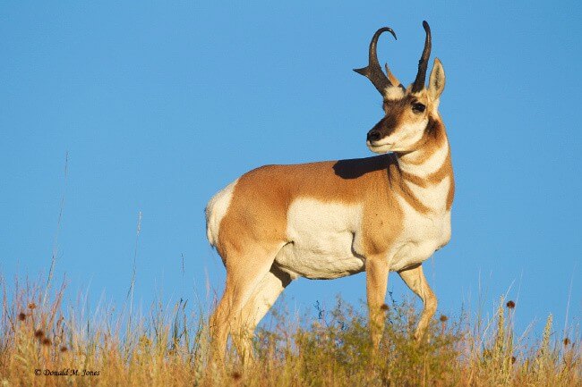 Pronghorn