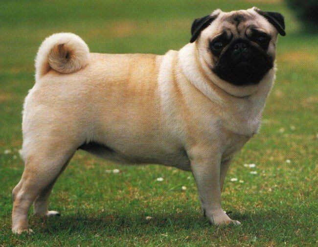 Pug