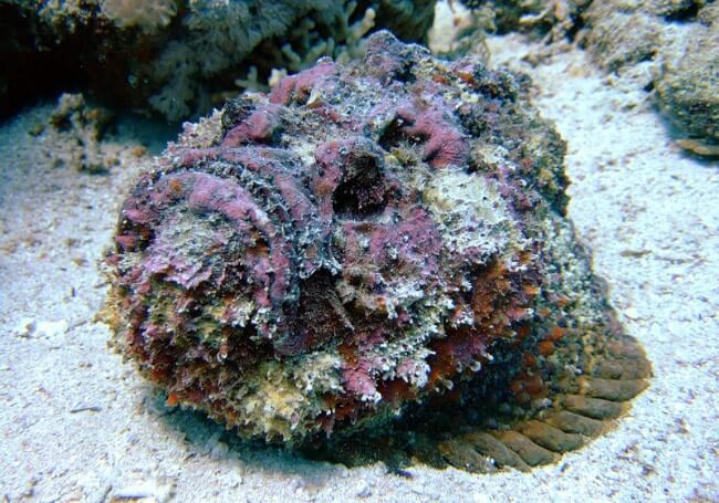 Reef Stonefish