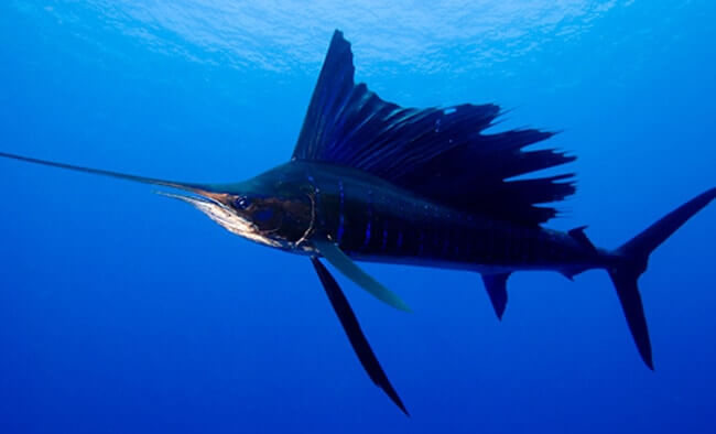 Sailfish