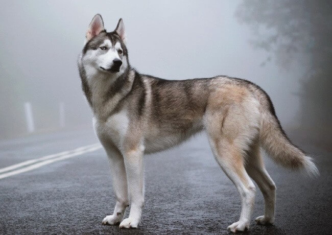 Siberian Husky