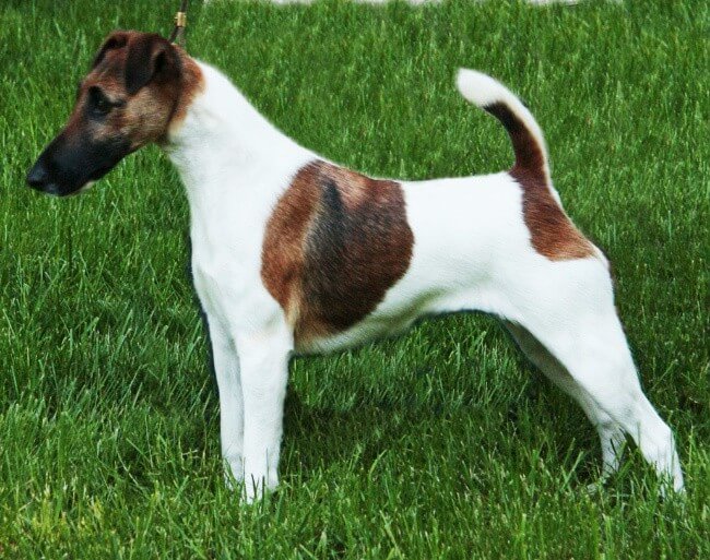 Smooth Fox Terrier