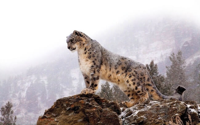 Snow Leopard