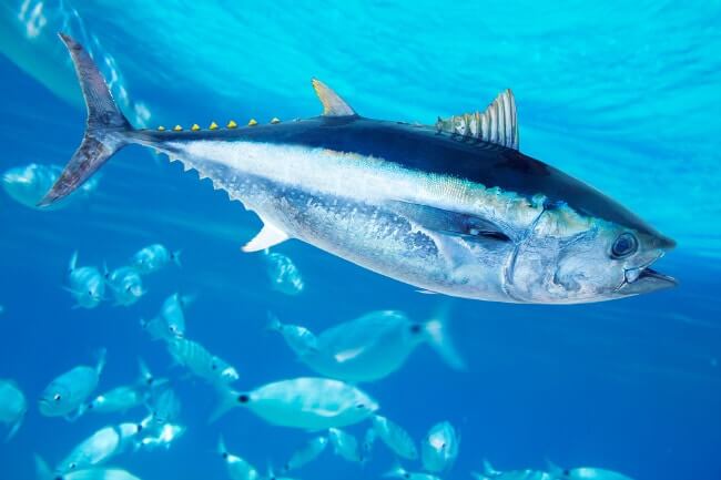 Pacific bluefin tuna