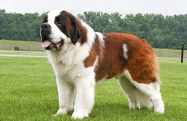 St Bernard