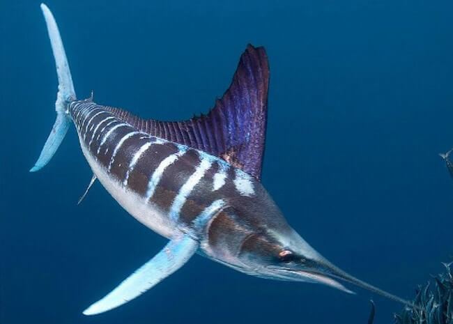 Striped Marlin