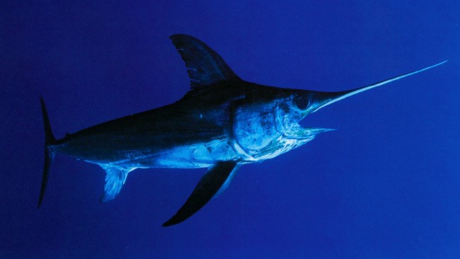 Swordfish