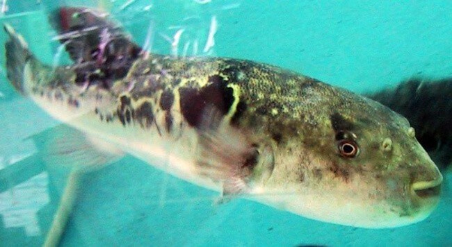 Tiger Puffer