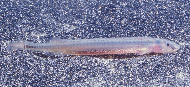 Vandellia Or Candiru