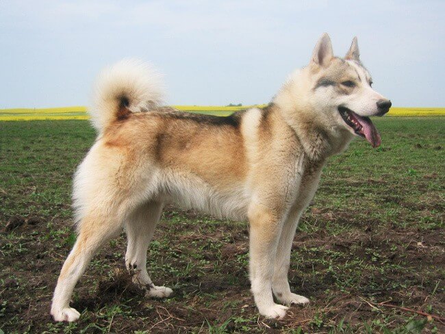 West Siberian Laika