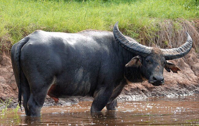 Asian buffalo